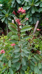 Slender plant with pink star flowers among green foliage