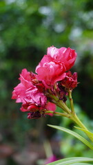 Pink flower cluster detail with surrounding greenery