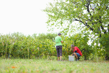 Rural Couple Preparing Champagne Grapes in a Rustic Farm Setting.
