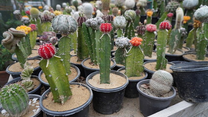 Unique cacti collection in pots with colorful buds