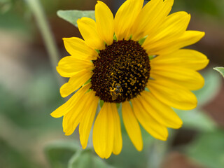ヒマワリの花とハチ