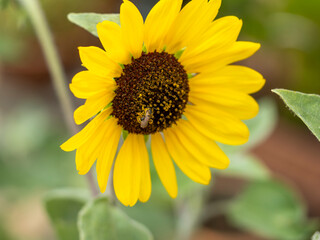 ヒマワリの花とハチ