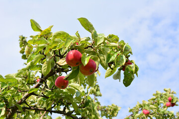 Red apples on a tree branch against a blue sky with leaves