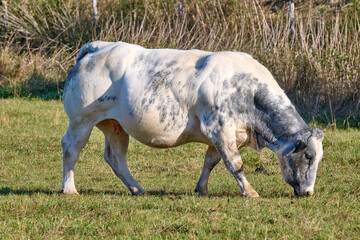Belgian blue cow
