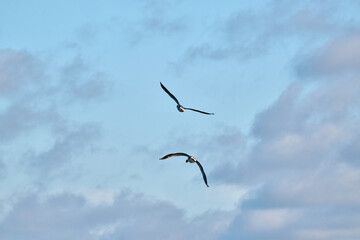 geese in flight