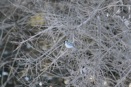 Wild Great Tit Bird Resting in Tree During Winter