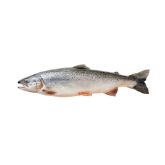 Fototapeta premium Freshwater fish salmon and trout transparent background for nature and culinary designs