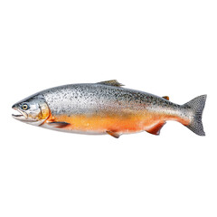 Fototapeta premium Freshwater fish salmon and trout transparent background for culinary designs