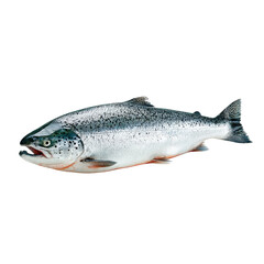 Obraz premium Freshwater fish salmon and trout transparent background for optimal visual appeal