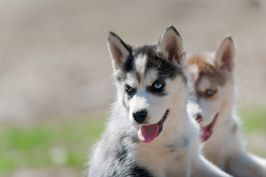 Cute siberian husky puppies portrait