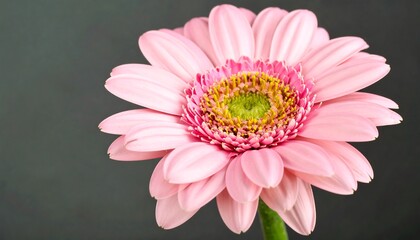A close-up, detailed image of a single, delicate pink gerbera daisy against a dark gray background, highlighting the flower's intricate petals and vibrant center.