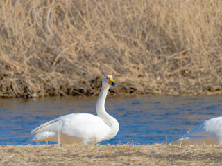こちらを向いたハクチョウ