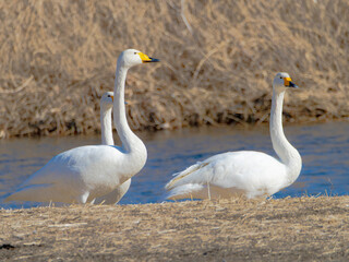ハクチョウの群れ