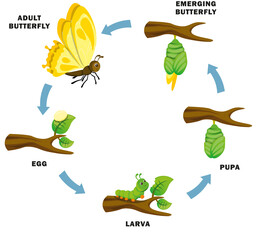 the life cycle of butterfly