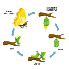 illustration of life cycle of butterfly vector