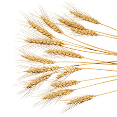 Fototapeta premium Flat lay golden wheat stalks on white background. Minimalist organic grain crop texture for natural, farm, harvest, and food design.Isolated on white or transparent background. PNG format.