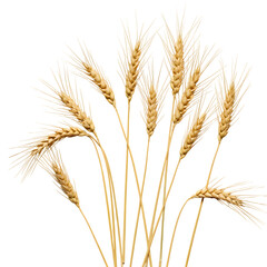 Flat lay golden wheat stalks on white background. Minimalist organic grain crop texture for natural, farm, harvest, and food design.Isolated on white or transparent background. PNG format.