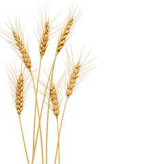 Fototapeta premium Flat lay golden wheat stalks on white background. Minimalist organic grain crop texture for natural, farm, harvest, and food design.Isolated on white or transparent background. PNG format.