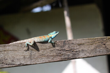Colorful chameleons perched on wooden beams Its eyes were fixed on its prey one sunny morning. Backyards are often home to reptiles and insects.