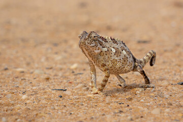 Namaqua chameleon (Chamaeleo namaquensis) hunting in the red dunes of the Namib Desert close to Swakopmund in Namibia