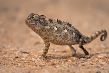 Namaqua chameleon (Chamaeleo namaquensis) hunting in the red dunes of the Namib Desert close to Swakopmund in Namibia