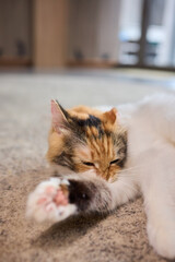 A Heartwarming Pet Bonding Moment The Beautiful Connection of Hand and Paw Together