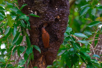 Reddish brown fur, short crest, dense black horizontal stripes on the upper body, short black beak, stripes on the underside of the neck. Male: red stripes on the cheeks. Thailand.