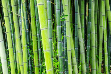 Fototapeta premium Bamboo trees growing in forest
