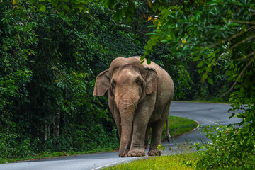 Fototapeta premium Its body is gray, its snout is called the trunk. The trunk of the Asian elephant has only one beak. Nakhon Ratchasima, Thailand. 