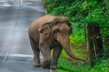 Fototapeta premium Its body is gray, its snout is called the trunk. The trunk of the Asian elephant has only one beak. Nakhon Ratchasima, Thailand. 