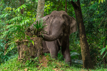 Fototapeta premium Its body is gray, its snout is called the trunk. The trunk of the Asian elephant has only one beak. Nakhon Ratchasima, Thailand. 