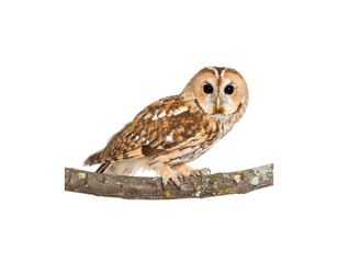 Owl on a white background