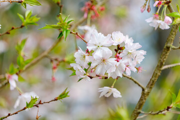 Cherry blossoms in full bloom on spring branches