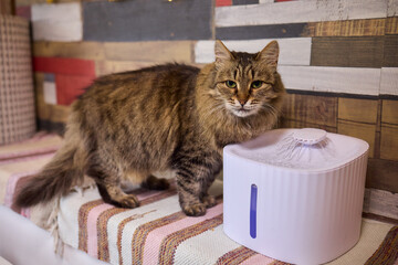 A Playful Ginger Cat at a Water Fountain Captivates with Its Adorable and Curious Nature