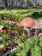 mushroom, mushrooms, forest, nature, autumn