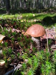 mushroom, mushrooms, forest, nature, autumn