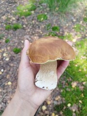 mushroom, mushrooms, forest, nature, autumn