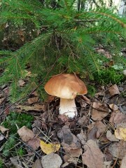 mushrooms, mushroom, forest, nature, autumn