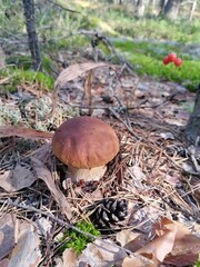 mushrooms, mushroom, forest, nature, autumn