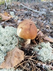 mushrooms, mushroom, forest, nature, autumn