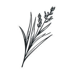 Fototapeta premium Artistic depiction of lavender plant for decor or design projects. Vector illustration