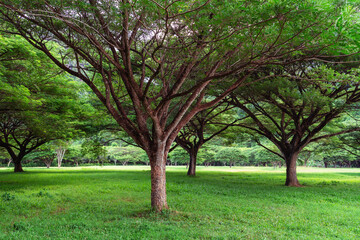 A wide tree with sprawling branches in a green park, soft daylight illuminating the scene.