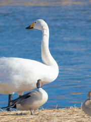 ハクチョウとカモが仲良くしている