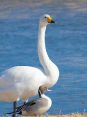 ハクチョウのカモの高画質な写真
