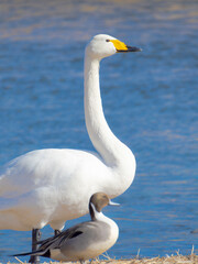 ハクチョウとカモが右を向いている