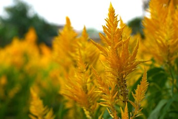 Celosia flower plant with vivid yellow blossoms in natural light