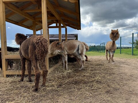 brown, white, and black alpacas on a farm eating hay on a summer day High quality photo