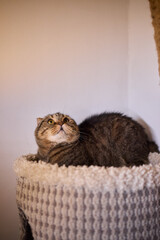 The calm cat is nestled in its cozy bed, enjoying restfulness and showing its beauty