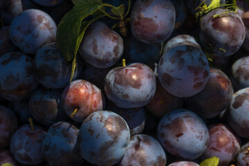 Plum harvest in a summer garden