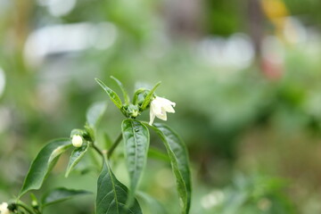 Obraz premium Bird pepper or Capsicum annuum flower blooming on branch with leaves. Another name is Tabasco pepper, Cayenne pepper or Chili pepper.